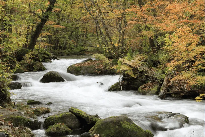 紅葉に包まれた奥入瀬渓流の流れ
