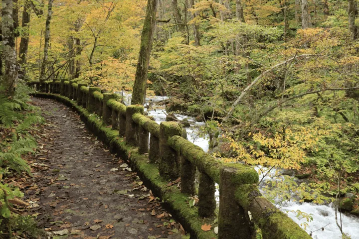 苔むした柵が続く渓流沿いの遊歩道