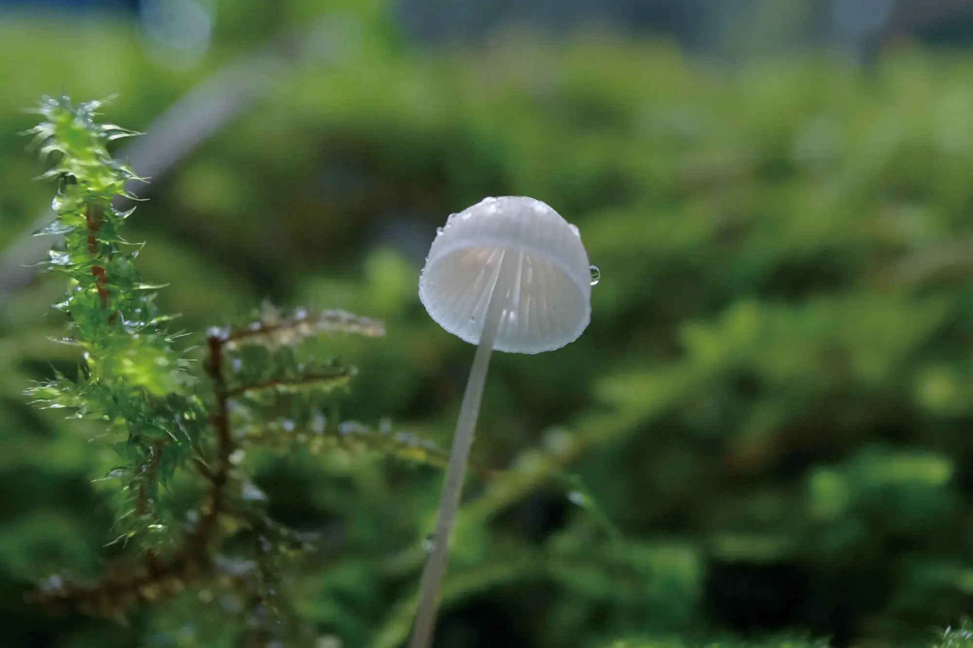 苔の上に育つ小さな白いきのこ